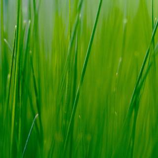 iPhone grass wallpaper
