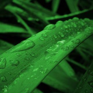 iPhone grass wallpaper