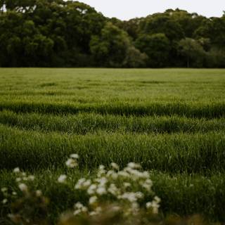 iPhone grass wallpaper