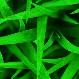 iPhone grass wallpaper
