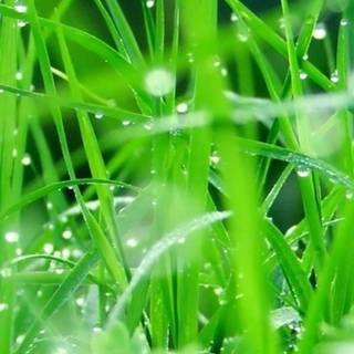 iPhone grass wallpaper