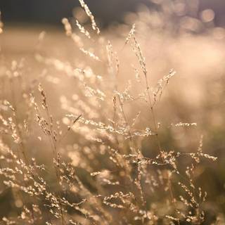 iPhone grass wallpaper