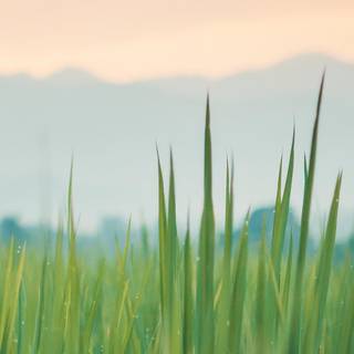 iPhone grass wallpaper