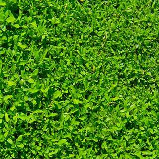 iPhone grass wallpaper