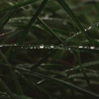 iPhone grass wallpaper