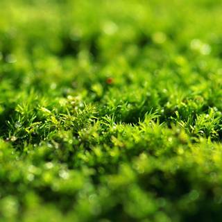 iPhone grass wallpaper