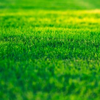 iPhone grass wallpaper