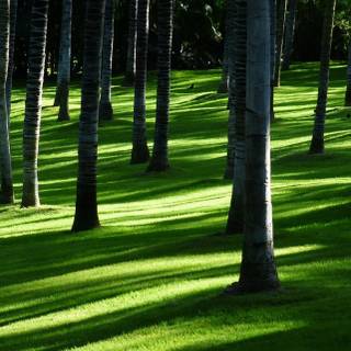 iPhone grass wallpaper