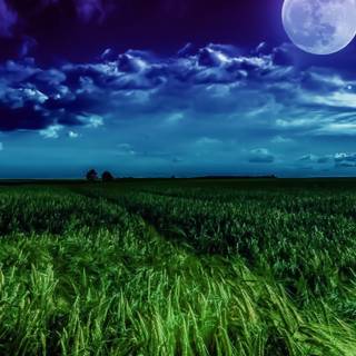 iPhone grass wallpaper