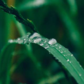 iPhone grass wallpaper