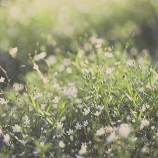 iPhone grass wallpaper