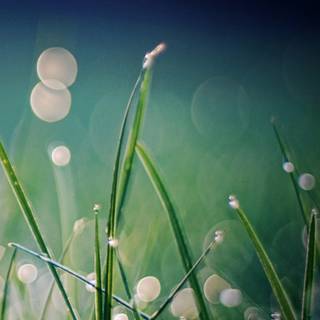 iPhone grass wallpaper