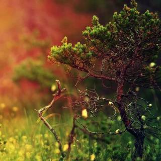 iPhone grass wallpaper