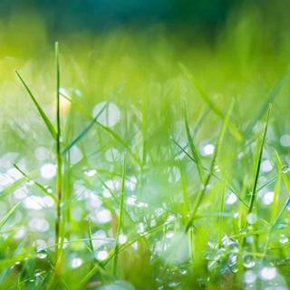 iPhone grass wallpaper