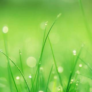 iPhone grass wallpaper