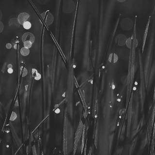 iPhone grass wallpaper