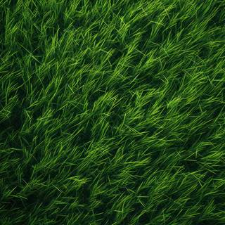 iPhone grass wallpaper