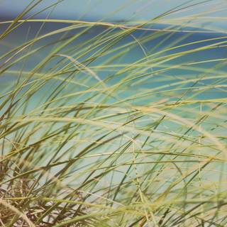 iPhone grass wallpaper