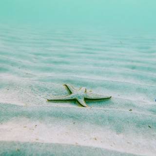 Turquoise iPhone wallpaper