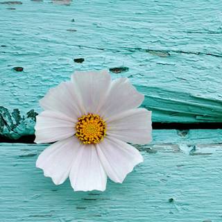 Turquoise iPhone wallpaper