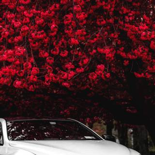 BMW M6 iPhone wallpaper