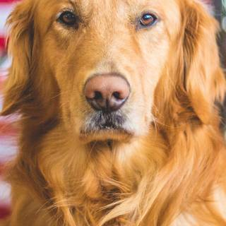 Golden Retriever iPhone wallpaper