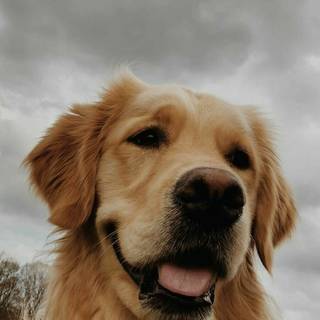 Golden Retriever iPhone wallpaper