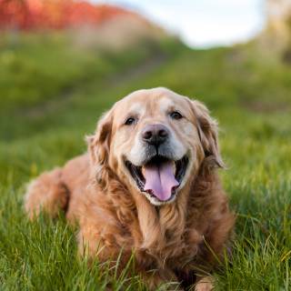Golden Retriever iPhone wallpaper