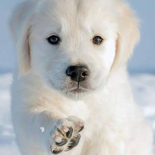 Golden Retriever iPhone wallpaper