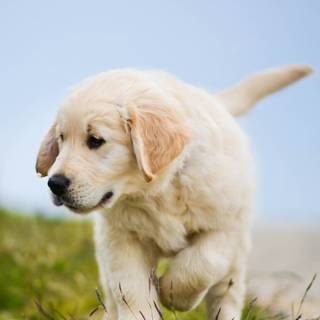 Golden Retriever iPhone wallpaper