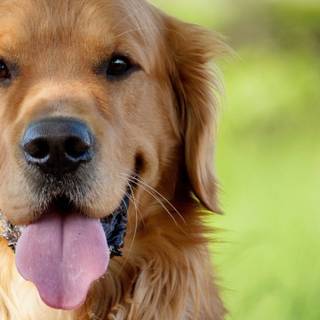 Golden Retriever iPhone wallpaper