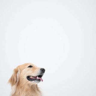 Golden Retriever iPhone wallpaper