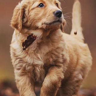 Golden Retriever iPhone wallpaper