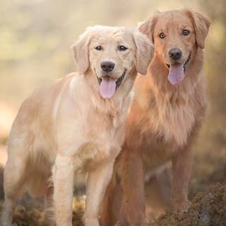 Golden Retriever iPhone wallpaper