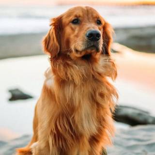Golden Retriever iPhone wallpaper