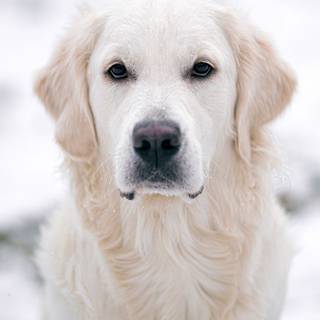 Golden Retriever iPhone wallpaper