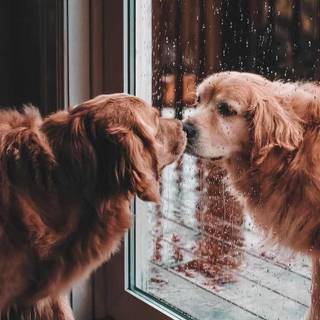 Golden Retriever iPhone wallpaper