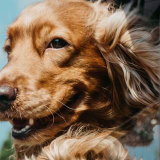 Golden Retriever iPhone wallpaper