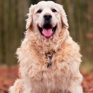 Golden Retriever iPhone wallpaper