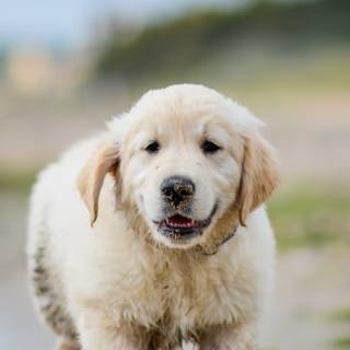 Golden Retriever iPhone wallpaper