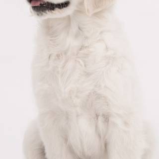 Golden Retriever iPhone wallpaper