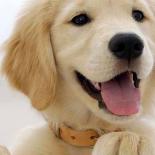 Golden Retriever iPhone wallpaper