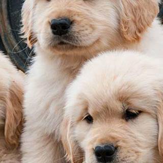 Golden Retriever iPhone wallpaper