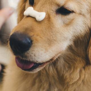 Golden Retriever iPhone wallpaper