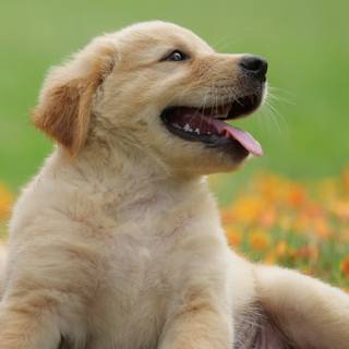 Golden Retriever iPhone wallpaper