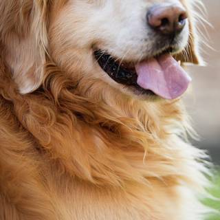 Golden Retriever iPhone wallpaper