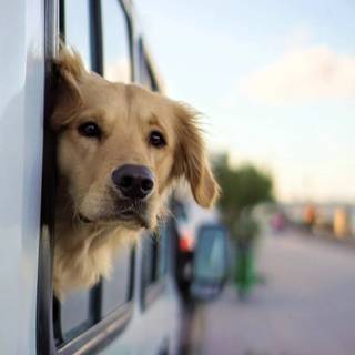 Golden Retriever iPhone wallpaper