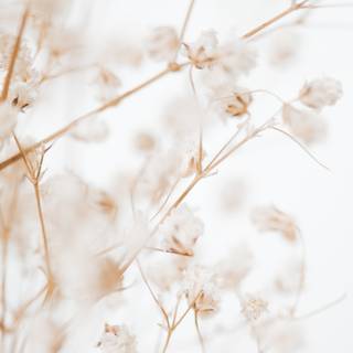 Cream iPhone wallpaper