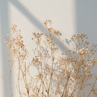 Cream iPhone wallpaper