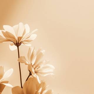 Cream iPhone wallpaper